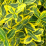 Euonymus fortunei 'Emerald 'N Gold'.png